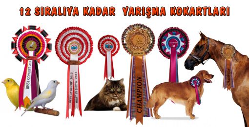  Saten Kokart, On İki Sıralıya Kadar Yarışma Kokartlar, İstanbul Saten Kokart, İstanbul Avrupa Yakası Saten Kokart, Beyoğlu Saten Kokart, Beşiktaş Saten Kokart, Şişli Saten Kokart, Kâğıthane Saten Kokart, Sarıyer Saten Kokart, Fatih Saten Kokart, Bakırköy Saten Kokart, Bahçelievler Saten Kokart, Zeytinburnu Saten Kokart, Güngören Saten Kokart, Bağcılar Saten Kokart, Bayrampaşa  Saten Kokart, Esenler Saten Kokart, Başakşehir Saten Kokart, Sultangazi Saten Kokart, Gaziosmanpaşa Saten Kokart, Eyüpsultan Saten Kokart, Küçükçekmece Saten Kokart, Avcılar Saten Kokart, Beylikdüzü Saten Kokart, Esenyurt  Saten Kokart, Büyükçekmece Saten Kokart, Arnavutköy Saten Kokart, Çatalca Saten Kokart, Silivri Saten Kokart, Anadolu Yakası Saten Kokart, Üsküdar Saten Kokart, Ümraniye Saten Kokart, Kadıköy Saten Kokart, Ataşehir Saten Kokart, Tuzla Saten Kokart, Beykoz Saten Kokart, Çekmeköy Saten Kokart, Sultanbeyli Saten Kokart, Sancaktepe Saten Kokart, Pendik Saten Kokart, Kartal Saten Kokart, Maltepe Saten Kokart, Şile Saten Kokart, Gebze Saten Kokart,